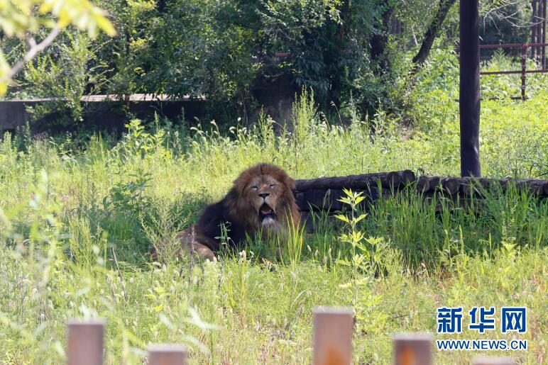 辽宁沈阳：高温来袭 动物消暑享清凉