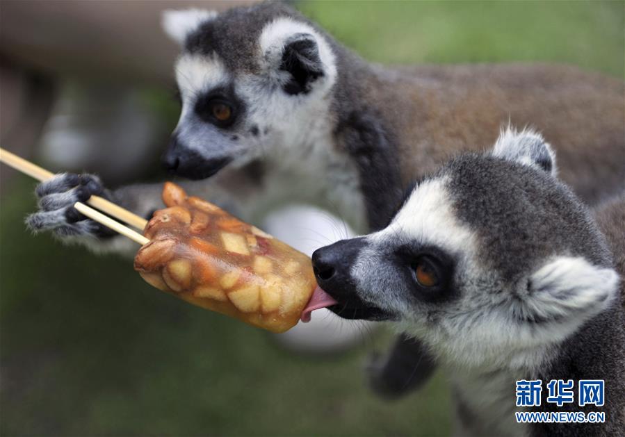 青岛：动物们的“冰凉”夏日