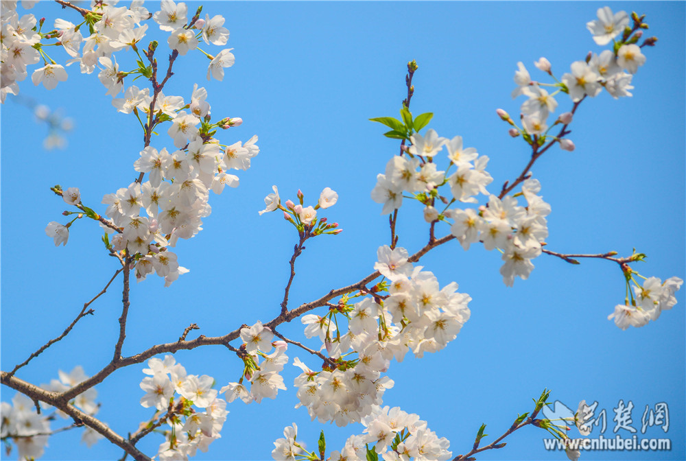 三月樱花季 武大樱花首日迎万人预约观赏(组图)