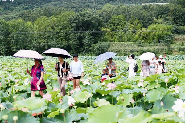 付家河畔赏夏荷 沮楚故里水乡情