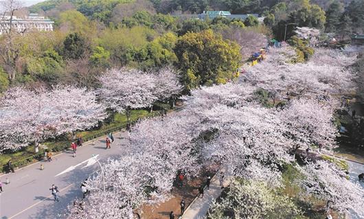 三月樱花季 武大樱花首日迎万人预约观赏(组图)