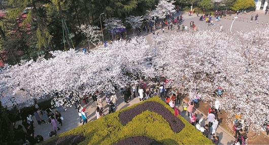 三月樱花季 武大樱花首日迎万人预约观赏(组图)