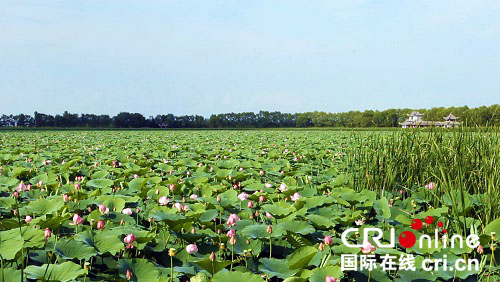 哈尔滨市方正县：盛夏赏莲好去处