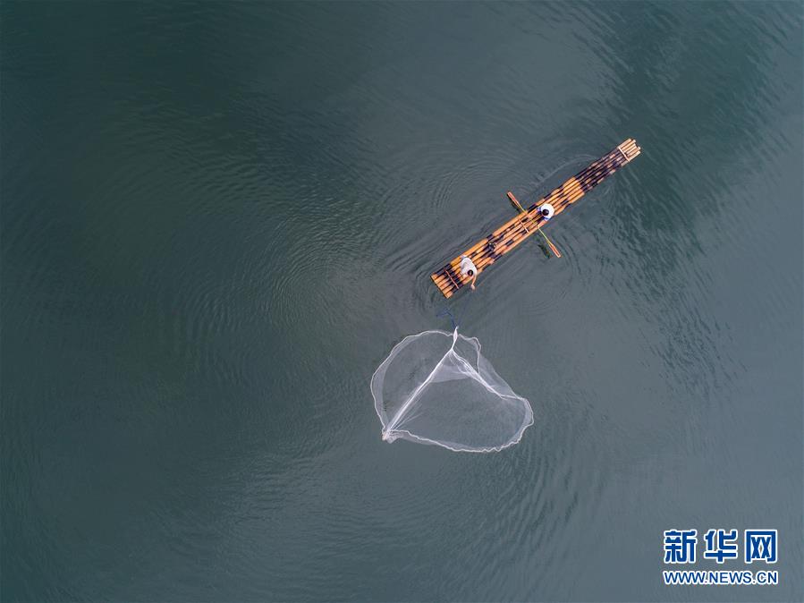 千岛湖开渔展现“水清鱼欢”美丽生态