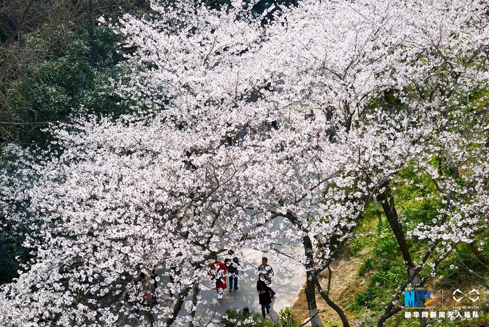 航拍武大1000多株樱花初绽(组图)