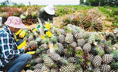 末尾有图【食品农业图文列表】【即时快讯】凤梨“穿衣”出岛