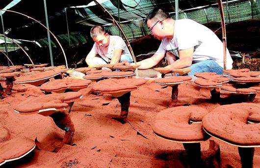 房县发展仿野生食用菌种植带动农户增收