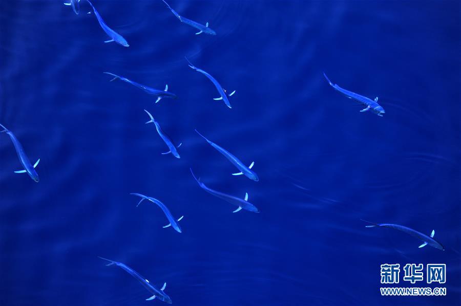 碧海扬波 “鲯鳅”曼舞——南海的春天印象