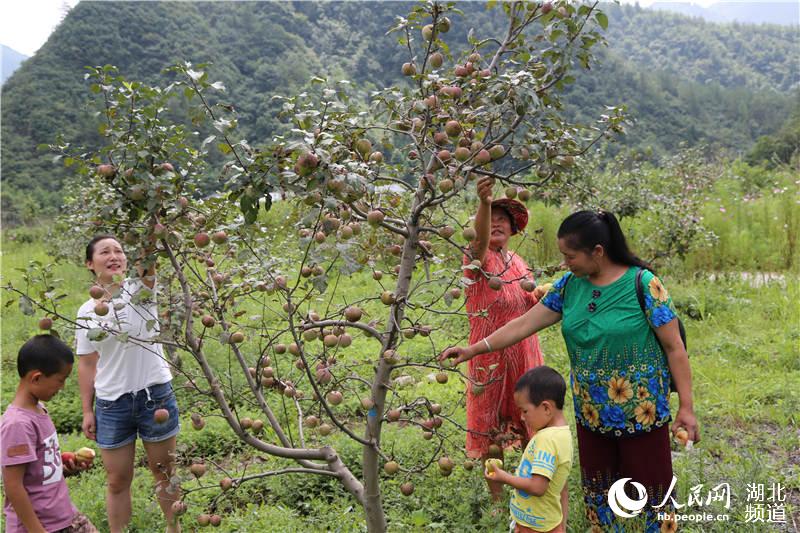 湖北鹤峰：生态农业观光园撑起易地搬迁户“致富伞”