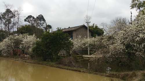 【区县联动】梁平：农田湿地生态美 田园风光入画来  【区县联动】梁平：农田湿地生态美 田园风光入画来