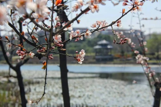 【旅游小文字】申城樱花抢镜 闵行多赏樱好去处