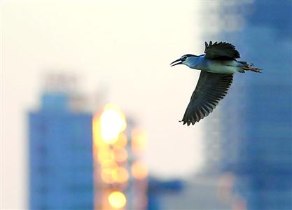 【图说上海图】春日脚步