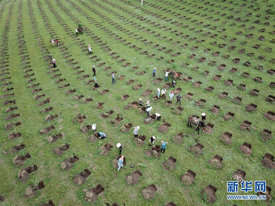 河北丰宁：雨季造林添新绿