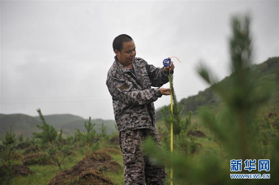 河北丰宁：雨季造林添新绿