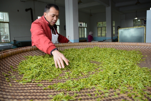 【区县群网 开州】开州：春光沐浴吐新绿 春茶采摘正当时