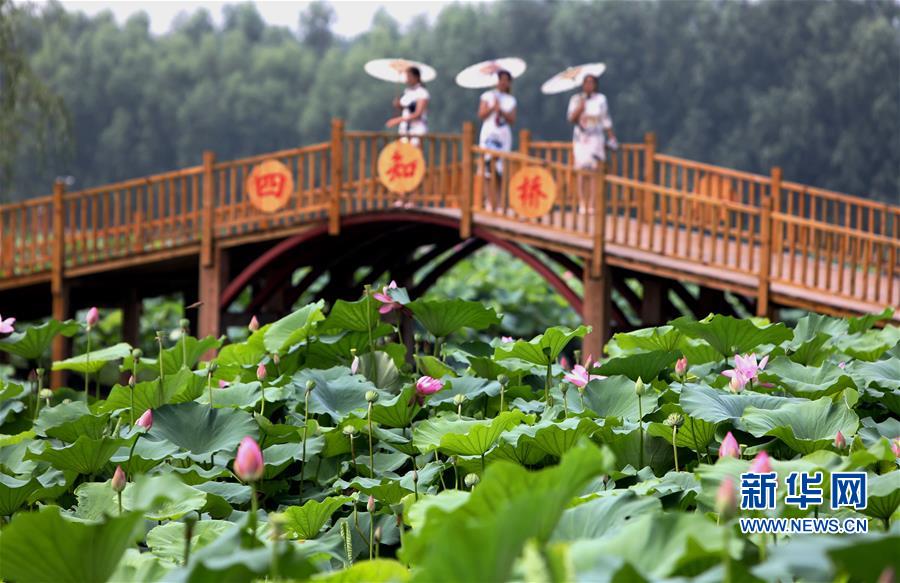 河北香河：荷花盛开助力乡村旅游