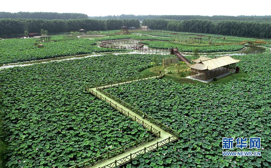 河北香河：荷花盛开助力乡村旅游