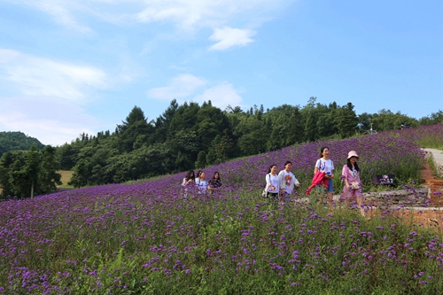 野三关森林花海美景如画引客来