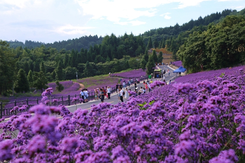 野三关森林花海美景如画引客来