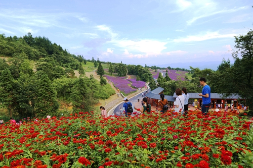 野三关森林花海美景如画引客来