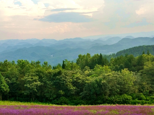 野三关森林花海美景如画引客来