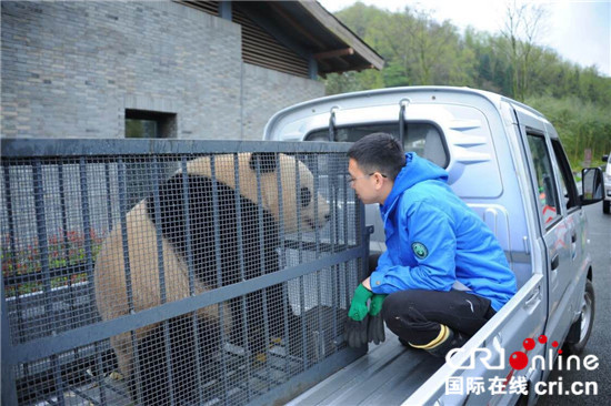 海归大熊猫“宝宝”快乐入住新家 与公众见面