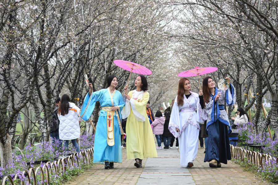 南昌黄马：茶山樱海春意浓 汉服佳人入画来