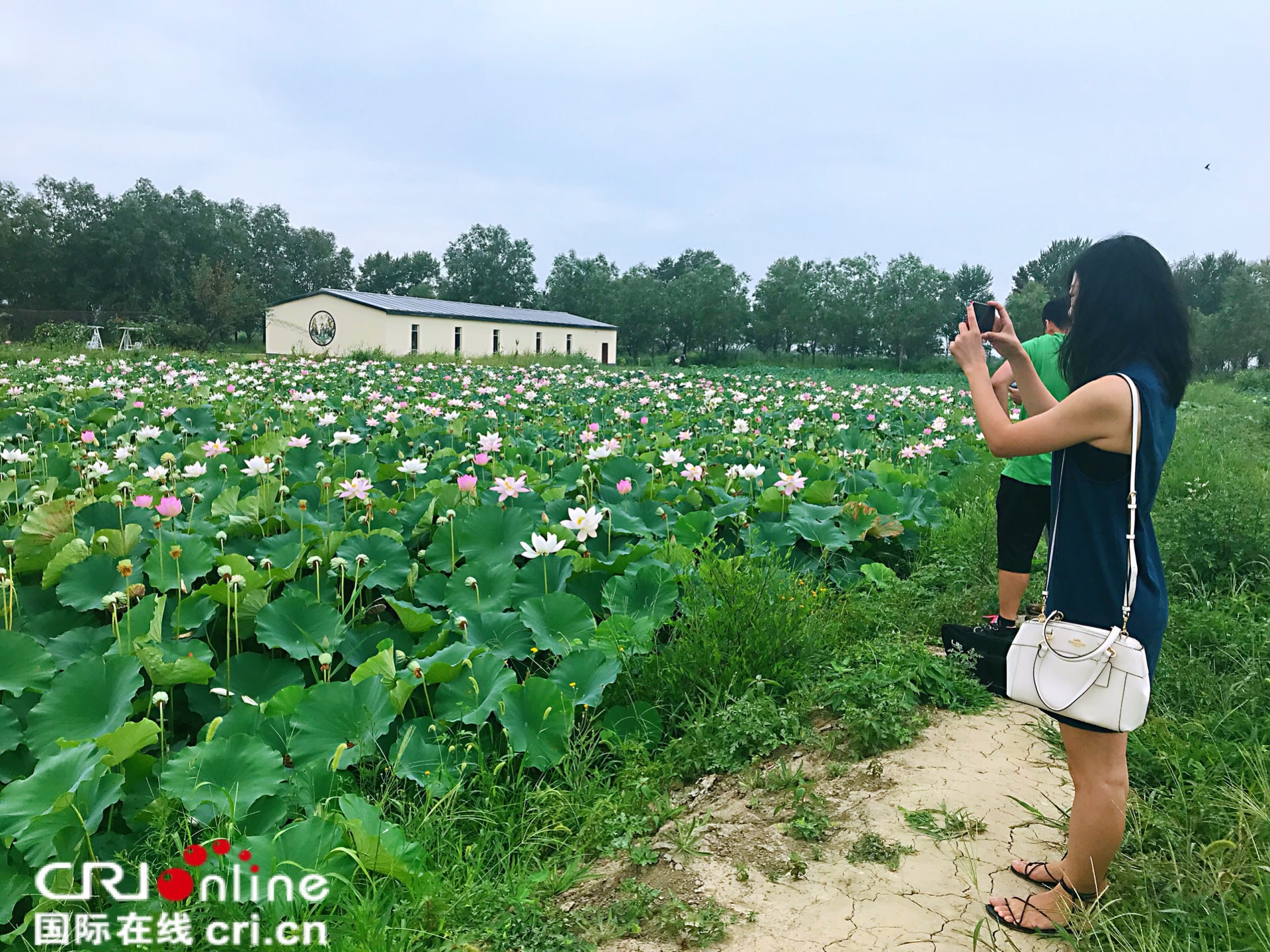 盘锦第九届荷花旅游文化节启幕