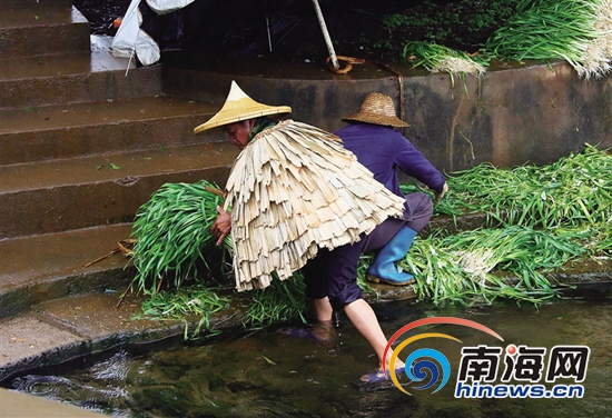 烟雨蓑衣东坡笠：海南人内心抹不掉的乡情与乡愁