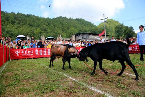 不签【区县联动】【云阳】重庆云阳县农坝镇第一届避暑纳凉节举行