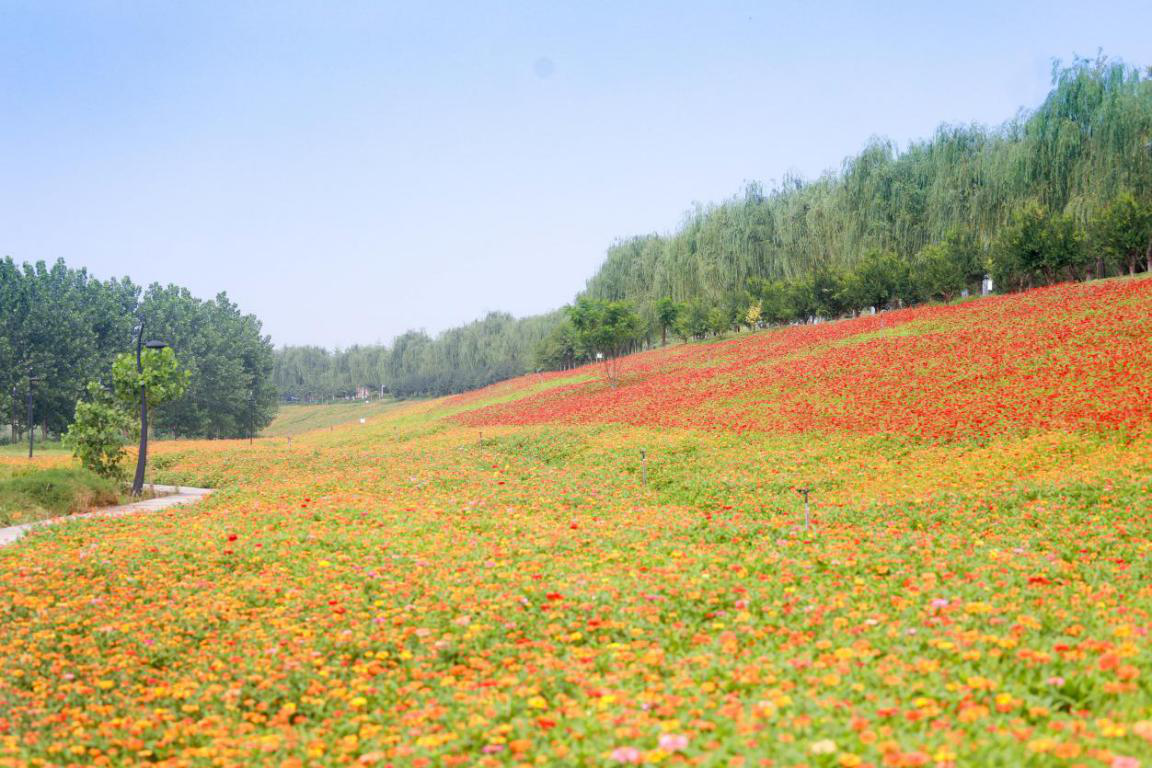 西安高新区洨河生态公园花海盛放 各色鲜花流光焕彩