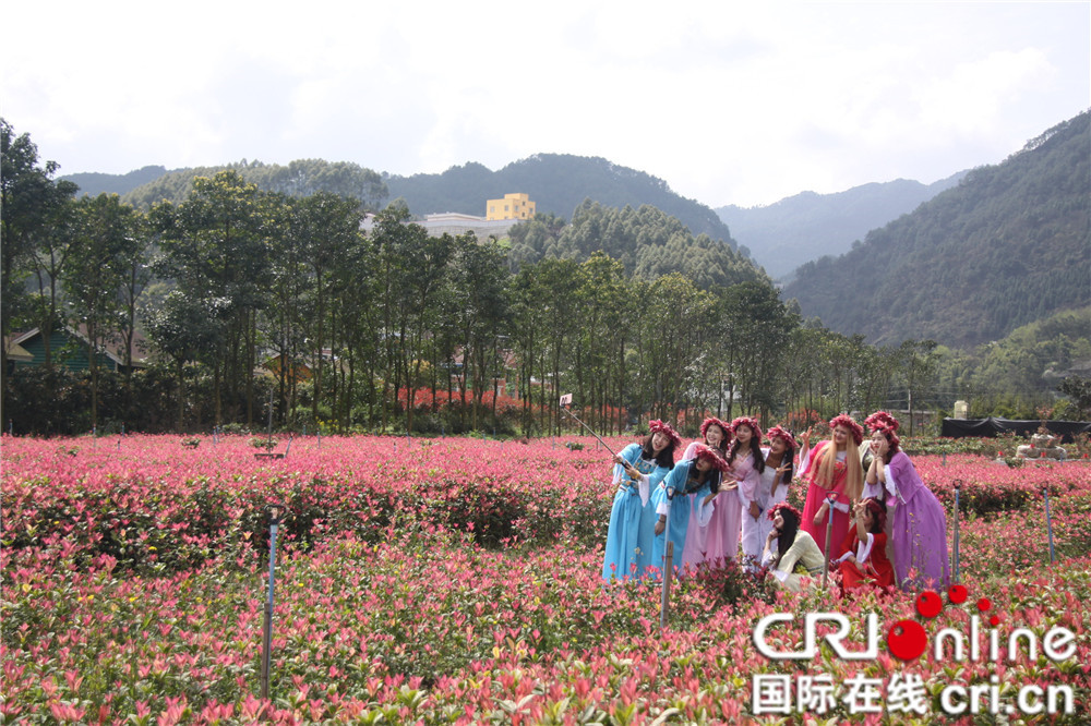 已过审【焦点图】阳春三月 垫江五色彩桂邀您看稀奇