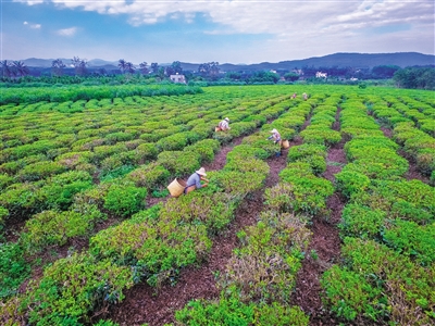 末尾有图【食品农业图文列表】【即时快讯】白沙绿茶园里采茶忙