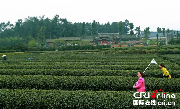 邛崃茶园风景如画 斗茶大赛火热进行