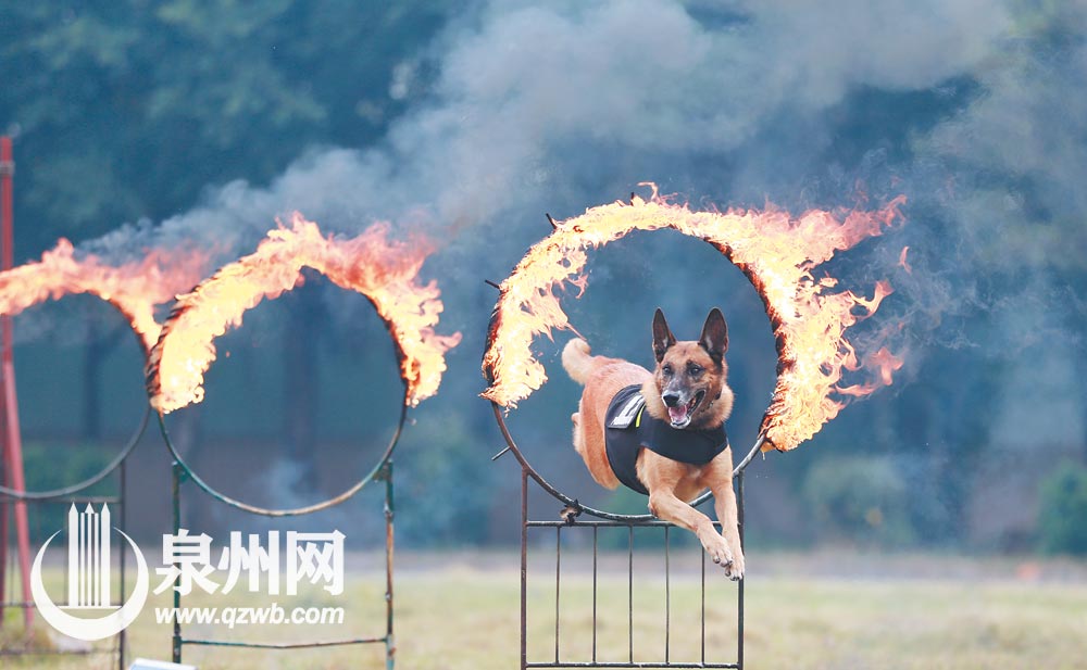 “退”不下来的搜爆犬梅西