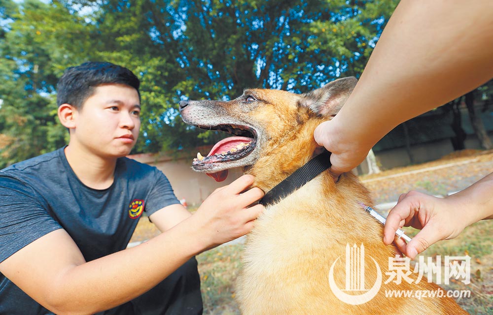 “退”不下来的搜爆犬梅西