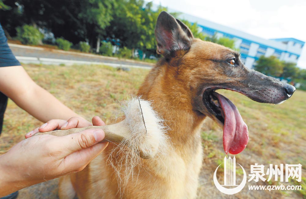 “退”不下来的搜爆犬梅西