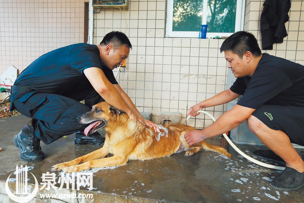 “退”不下来的搜爆犬梅西