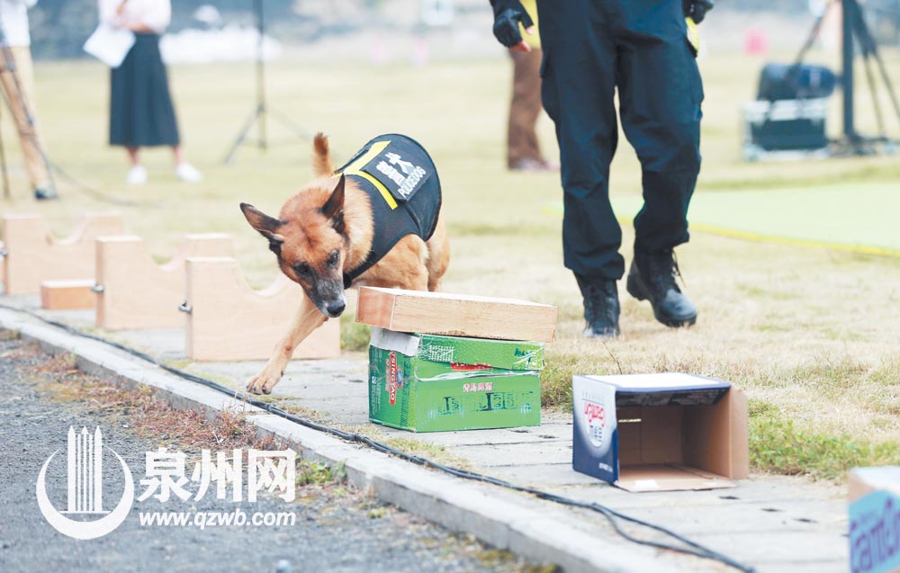 “退”不下来的搜爆犬梅西