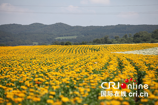 长春莲花山花海。_fororder_长春莲花山花海。