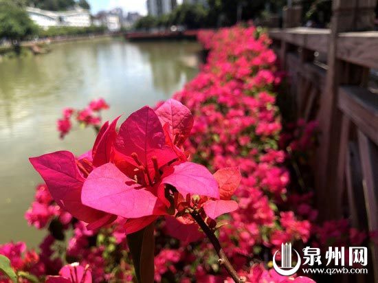 【旅游  图文】【滚动新闻】【地市 泉州】德化：河岸系上“红腰带”