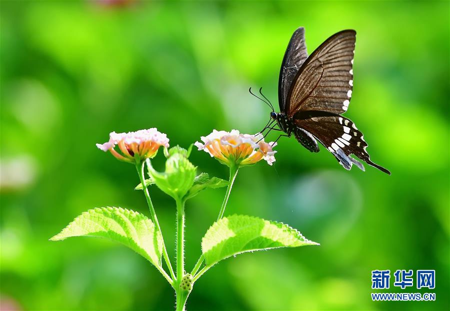 福建福州：昆虫戏花