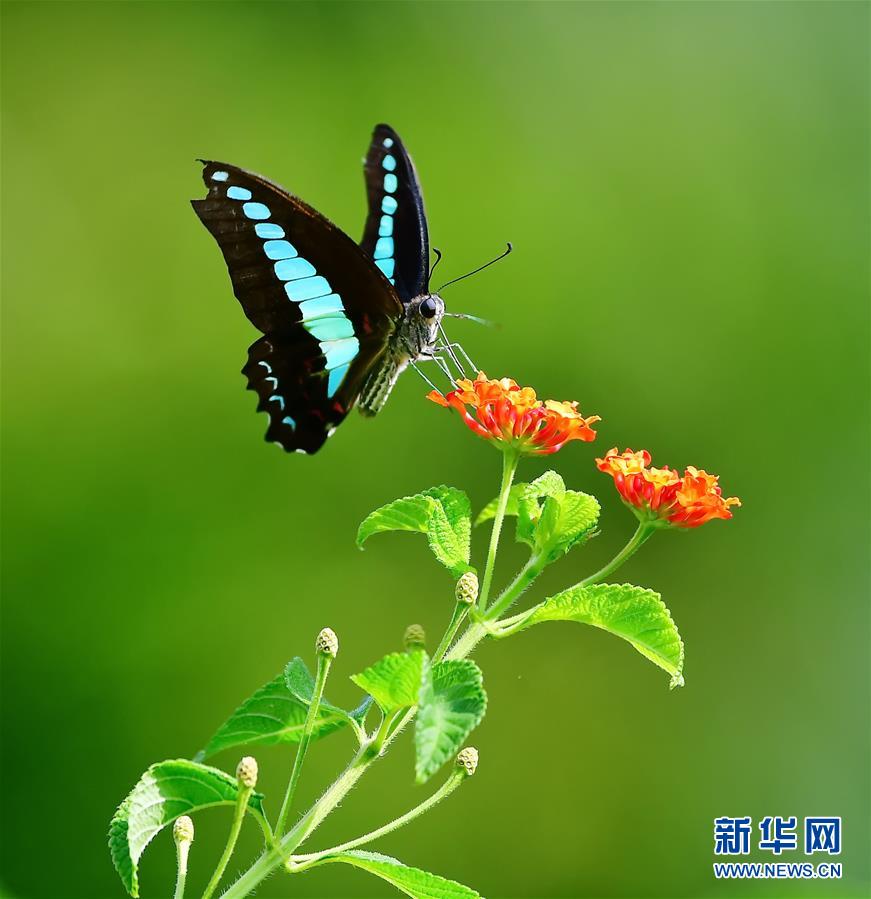 福建福州：昆虫戏花