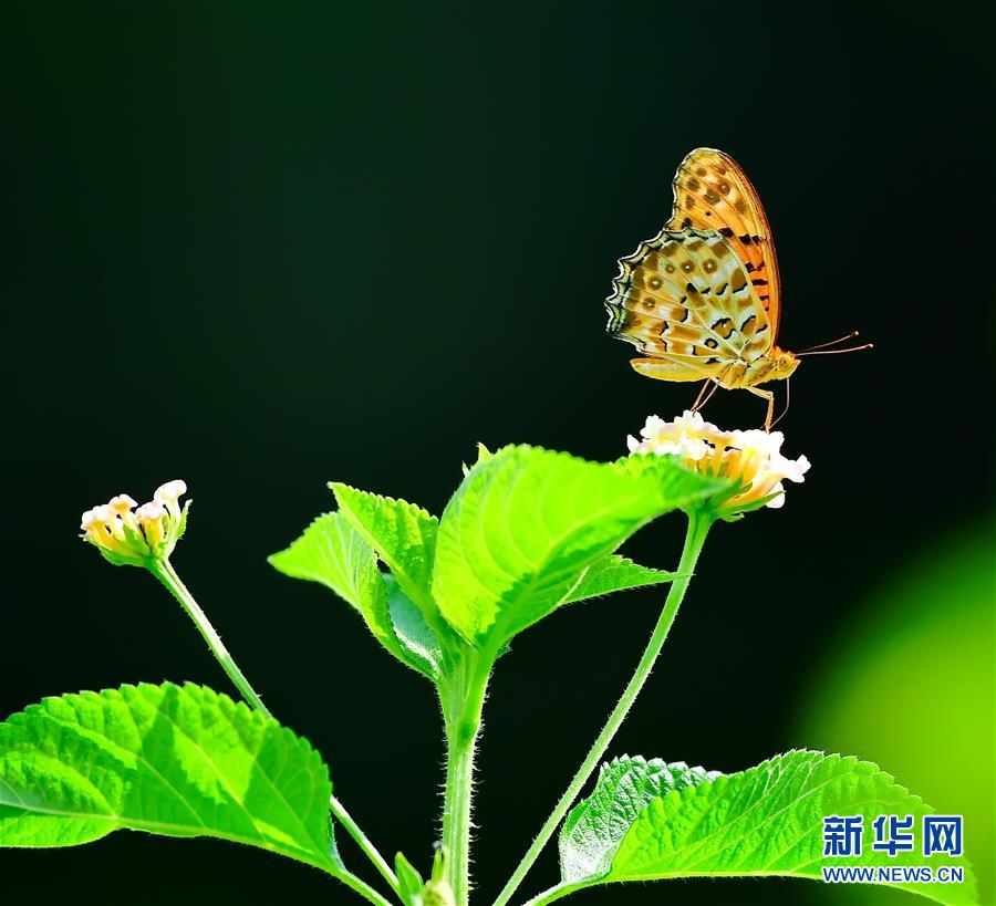 福建福州：昆虫戏花