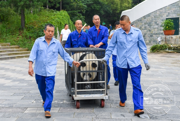 长春东北虎园大熊猫“嘉嘉”“梦梦”回四川“生娃”