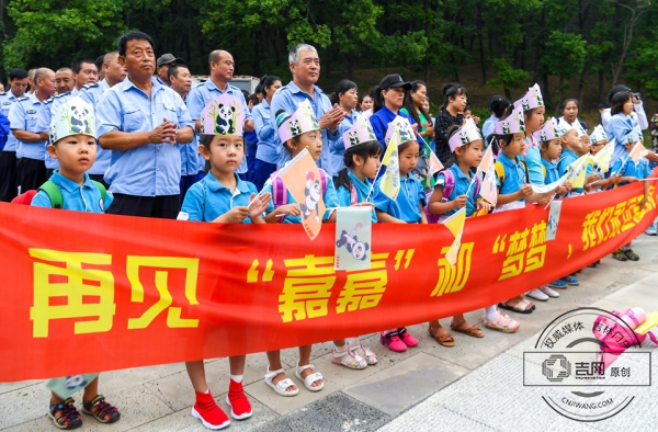 长春东北虎园大熊猫“嘉嘉”“梦梦”回四川“生娃”