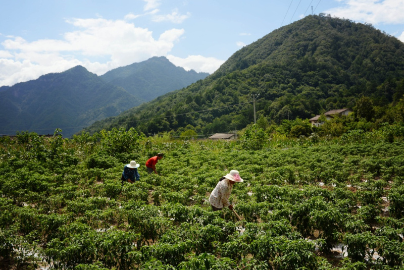 陕西宁陕：把“绿水青山”变成贫困户的“金山银山”