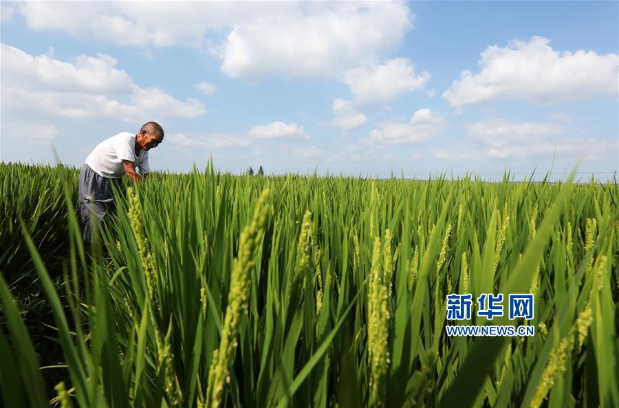 山东郯城：初秋田管忙