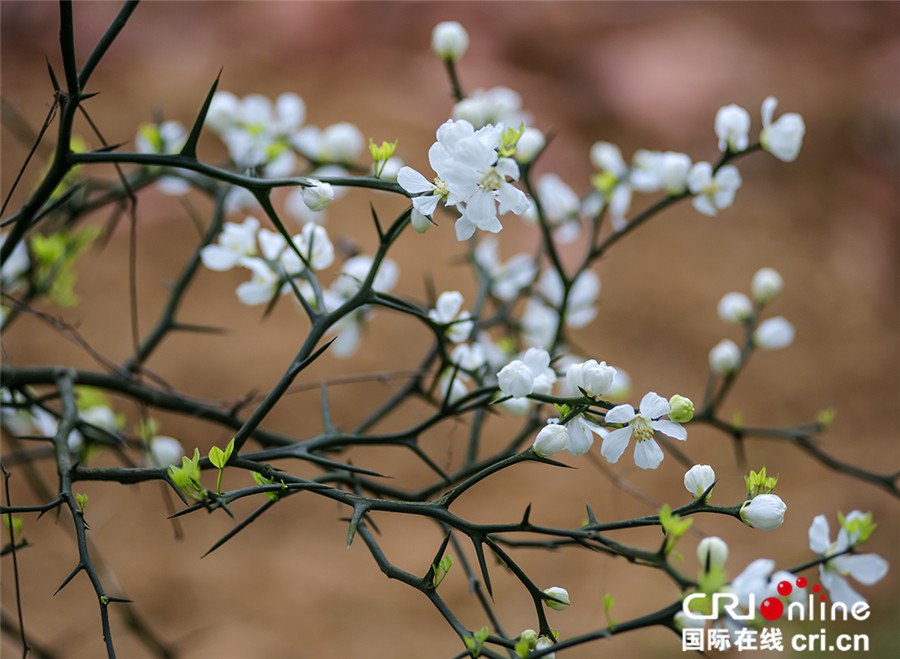 清明节期间 四川仙山花谷百花争艳迎宾客