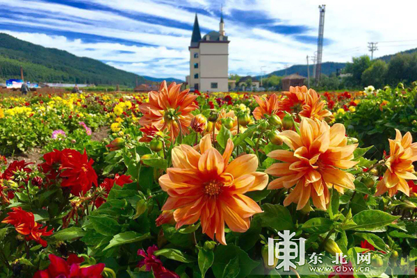 鲜花组成的”航空母舰”黑龙江大美花海